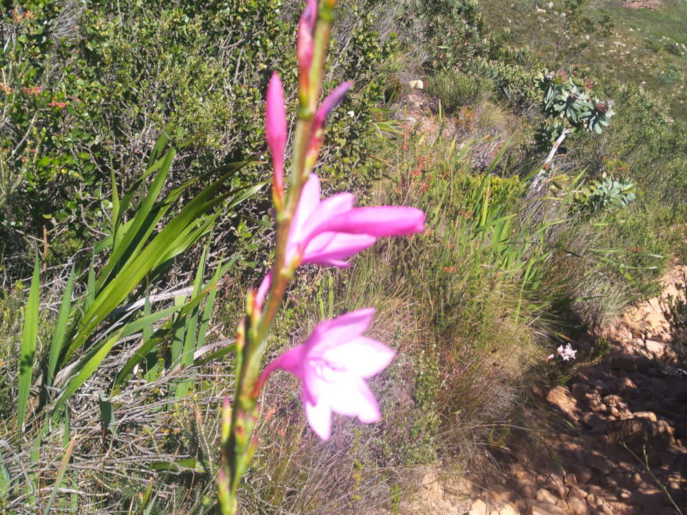 dal Sud Africa: Watsonia borbonica (Iridaceae)